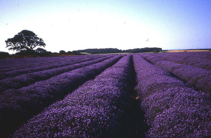 Norfolk Lavender Farm